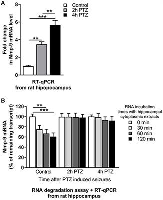 HuR (Elavl1) and HuB (Elavl2) Stabilize Matrix Metalloproteinase-9 mRNA During Seizure-Induced Mmp-9 Expression in Neurons